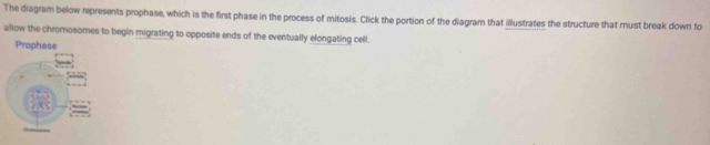 The diagram below represents prophase, which is the first phase in the process of mitosis. Click the portion of the diagram that illustrates the structure that must break down to 
allow the chromosomes to begin migrating to opposite ends of the eventually elongating cell. 
Prophase