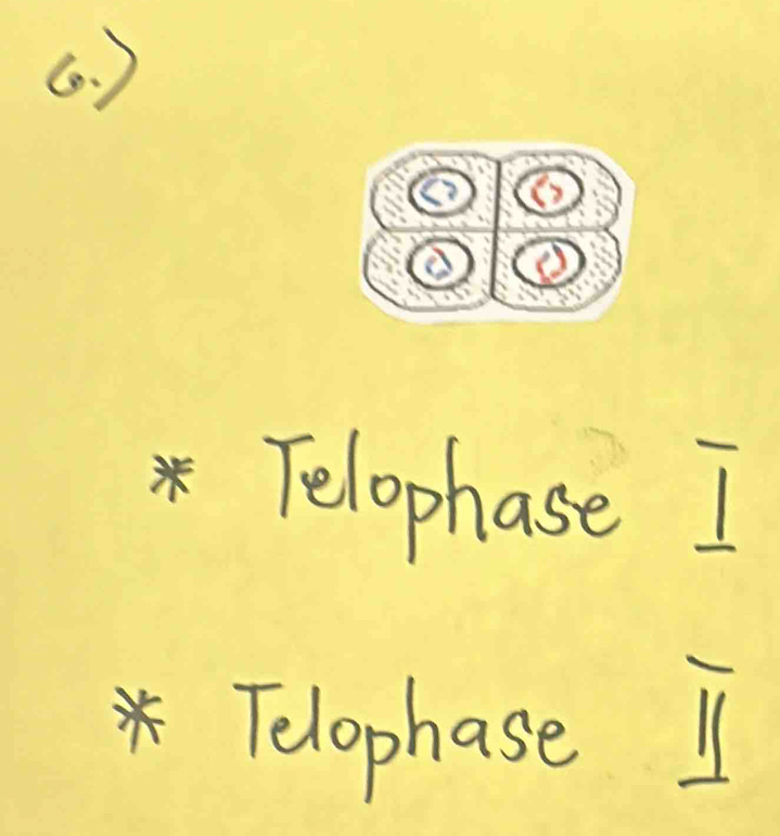 (. )
2
* Telophase I
* Telophase