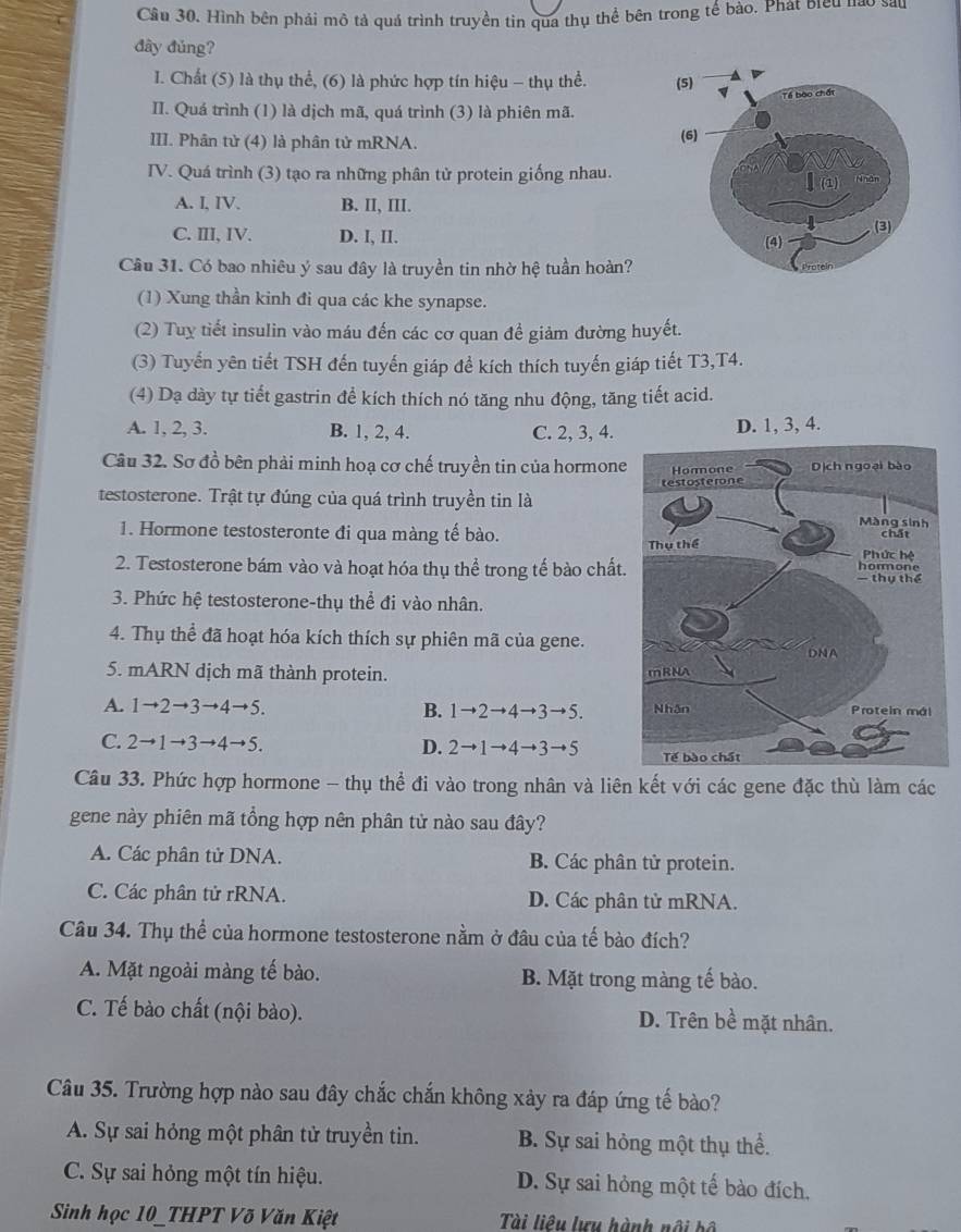 Cầu 30, Hình bên phải mô tả quá trình truyền tin qua thụ thể bên trong tế bào. Phát biểu nào sau
đây đủng?
I. Chất (5) là thụ thể, (6) là phức hợp tín hiệu - thụ thể. 
II. Quá trình (1) là dịch mã, quá trình (3) là phiên mã.
III. Phân tử (4) là phân tử mRNA. 
IV. Quá trình (3) tạo ra những phân tử protein giống nhau.
A. I, IV. B. II, III.
C. III, IV. D. I, II. 
Câu 31. Có bao nhiêu ý sau đây là truyền tin nhờ hệ tuần hoàn?
(1) Xung thần kinh đi qua các khe synapse.
(2) Tuy tiết insulin vào máu đến các cơ quan đề giảm đường huyết.
(3) Tuyển yên tiết TSH đến tuyến giáp để kích thích tuyến giáp tiết T3,T4.
(4) Dạ dày tự tiết gastrin để kích thích nó tăng nhu động, tăng tiết acid.
A. 1, 2, 3. B. 1, 2, 4. C. 2, 3, 4. D. 1, 3, 4.
Câu 32. Sơ đồ bên phải minh hoạ cơ chế truyền tin của hormone
testosterone. Trật tự đúng của quá trình truyền tin là
1. Hormone testosteronte đi qua màng tế bào.
2. Testosterone bám vào và hoạt hóa thụ thể trong tế bào chất.
3. Phức hệ testosterone-thụ thể đi vào nhân.
4. Thụ thể đã hoạt hóa kích thích sự phiên mã của gene. 
5. mARN dịch mã thành protein.
A. 1to 2to 3to 4to 5. B. 1to 2to 4to 3to 5.
C. 2to 1to 3to 4to 5. D. 2to 1to 4to 3to 5
Câu 33. Phức hợp hormone - thụ thể đi vào trong nhân và liên kết với các gene đặc thù làm các
gene này phiên mã tổng hợp nên phân tử nào sau đây?
A. Các phân tử DNA. B. Các phân tử protein.
C. Các phân tử rRNA. D. Các phân tử mRNA.
Câu 34. Thụ thể của hormone testosterone nằm ở đầu của tế bào đích?
A. Mặt ngoài màng tế bào. B. Mặt trong màng tế bào.
C. Tế bào chất (nội bào). D. Trên bề mặt nhân.
Câu 35. Trường hợp nào sau đây chắc chắn không xảy ra đáp ứng tế bào?
A. Sự sai hỏng một phân tử truyền tin. B. Sự sai hỏng một thụ thể.
C. Sự sai hỏng một tín hiệu. D. Sự sai hỏng một tế bào đích,
Sinh học 10_THPT Võ Văn Kiệt Tài liêu lưu hành nội bộ