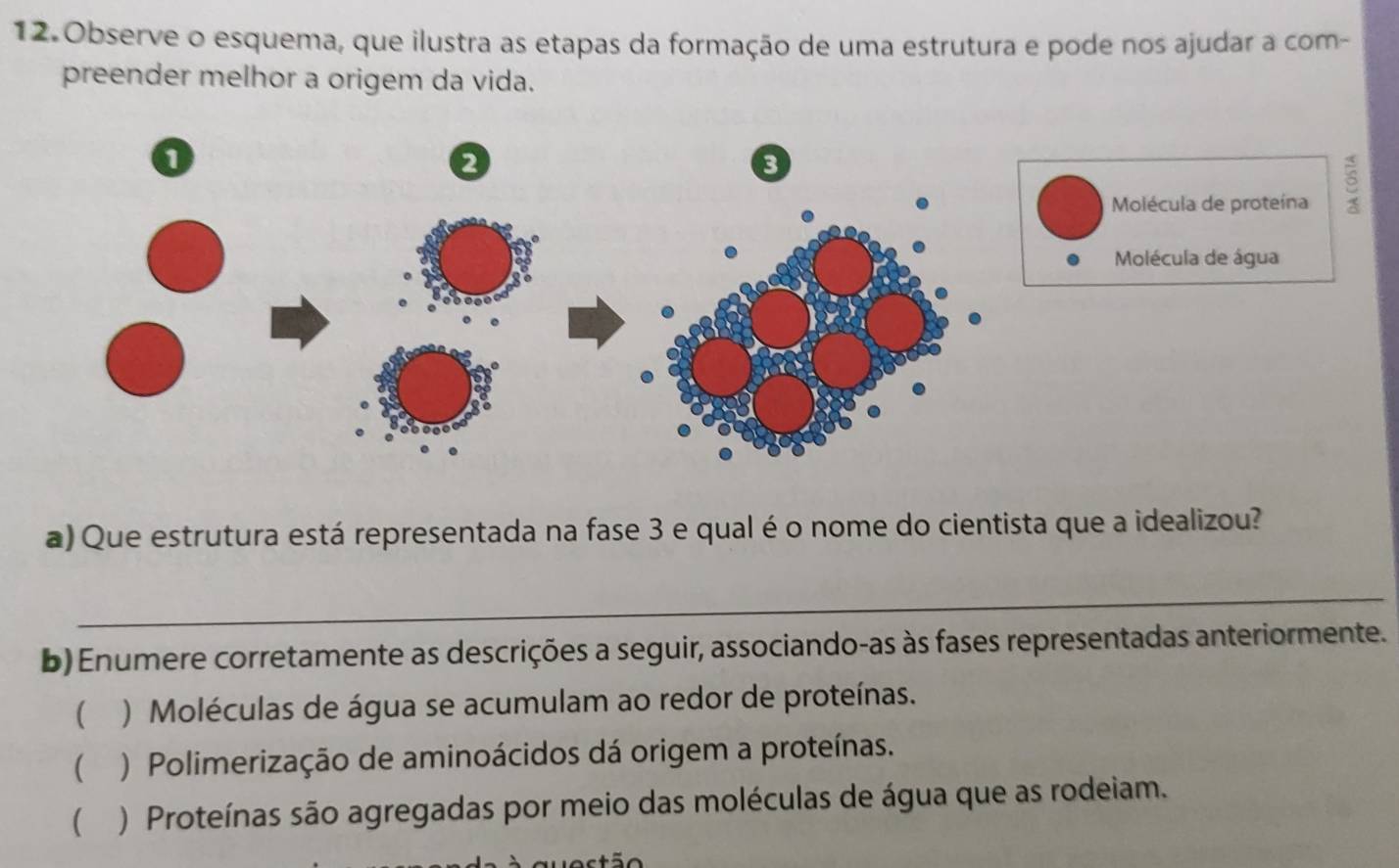 Observe o esquema, que ilustra as etapas da formação de uma estrutura e pode nos ajudar a com-
preender melhor a origem da vida.
Molécula de proteína
Molécula de água
a) Que estrutura está representada na fase 3 e qual é o nome do cientista que a idealizou?
_
b) Enumere corretamente as descrições a seguir, associando-as às fases representadas anteriormente.
 ) Moléculas de água se acumulam ao redor de proteínas.
) Polimerização de aminoácidos dá origem a proteínas.
 ) Proteínas são agregadas por meio das moléculas de água que as rodeiam.