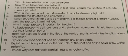 What is the definition of a specialised cell? 
2. How do cells become specialised? 
3. Palisade mesophyll cells are found in leaf tissue. What is the function of polisade 
mesophyll cells? 
4. What is the function of the cytoskeleton in a palisade mesophyll cell? 
5. Describe the structure of a chloroplast. 
6. Which structures in the palisade mesophyll cell maintain turgor pressure? Explain 
how this pressure is maintained. 
7. Why is turgor pressure important for the plant? 
8. Palisade mesophyll cells are long and cylindrical. How does this help them to carry 
out their function better? 
9. Root hair cells are found in the tips of the roots of plants. What is the function of root 
hair cells? 
10. Explain why root hair cells do not contain any chloroplasts. 
11. Explain why it is important for the vacuole of the root hair cell to have a low water 
potential. 
12. Explain why root hair cells contain many mitochondria.