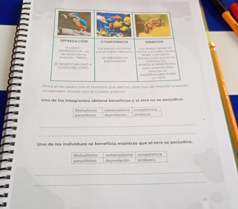 Pinta el recuadro con el nombre que define cada tipo de relación y 
un ejemplo. Guíate con el cuadro anterior 
Uno de los integrantes obtiene beneficios y el otro no se perjudica: 
_ 
_ 
Uno de los individuos se beneficia mientras que el otro se perjudica. 
_ 
_ 
2B