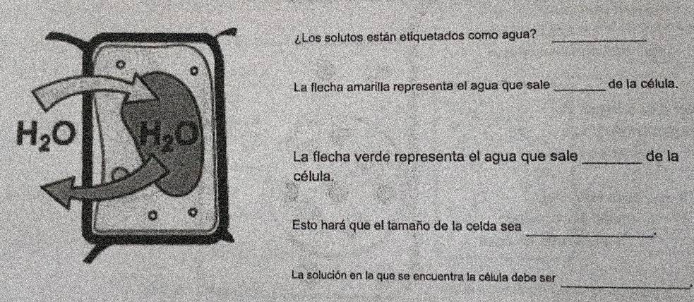 ¿Los solutos están etiquetados como agua?_
La flecha amarilla representa el agua que sale_ de la célula.
La flecha verdé representa el agua que sale _de la
célula.
_
Esto hará que el tamaño de la celda sea
.
_
La solución en la que se encuentra la célula debe ser