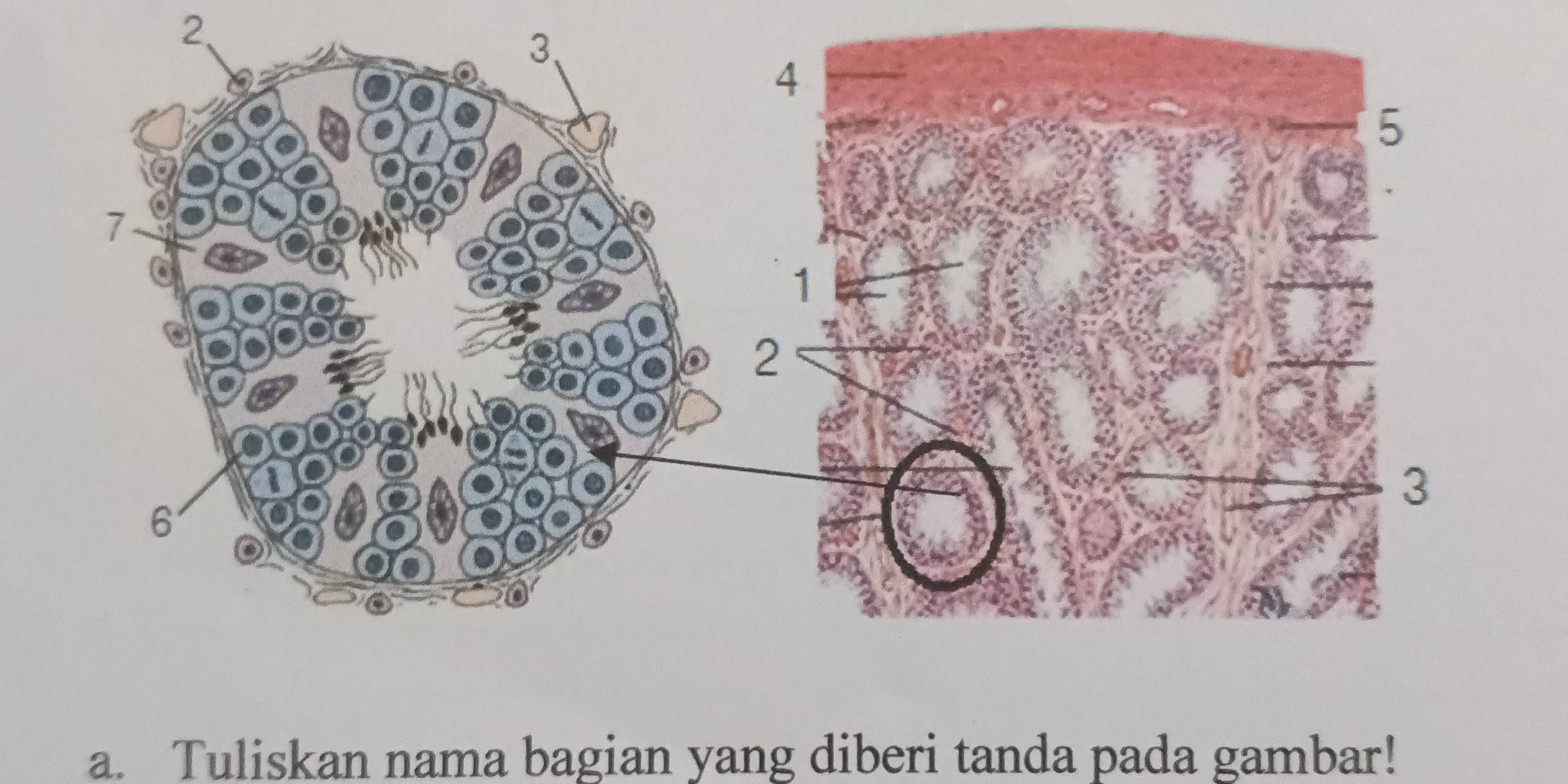 Tuliskan nama bagian yang diberi tanda pada gambar!