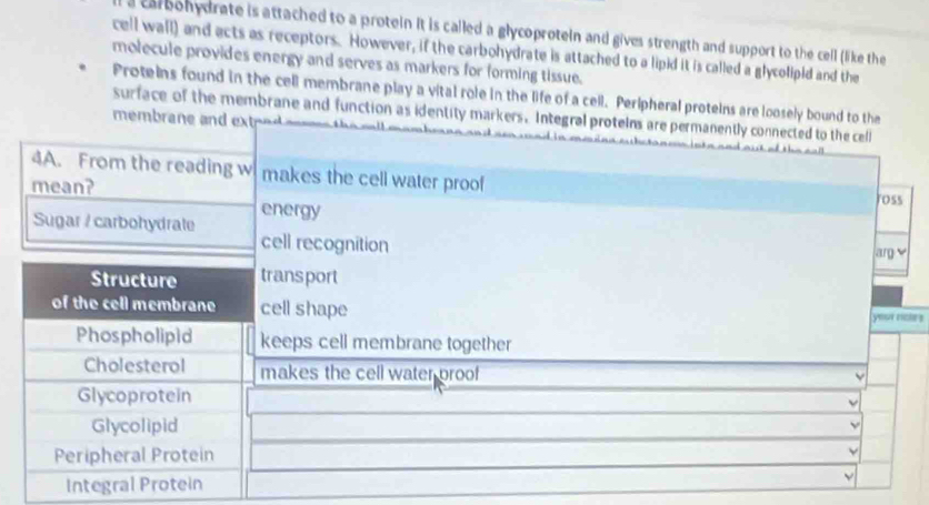a carbonydrate is attached to a protein it is called a glycoproteln and gives strength and support to the cell (like the 
cell wall) and acts as receptors. However, if the carbohydrate is attached to a lipid it is called a glycolipid and the 
molecule provides energy and serves as markers for forming tissue. 
Proteins found in the cell membrane play a vital role in the life of a cell. Peripheral proteins are loosely bound to the 
surface of the membrane and function as identity markers. Integral pro 
membrane and ext 
le s 
Integral Protein