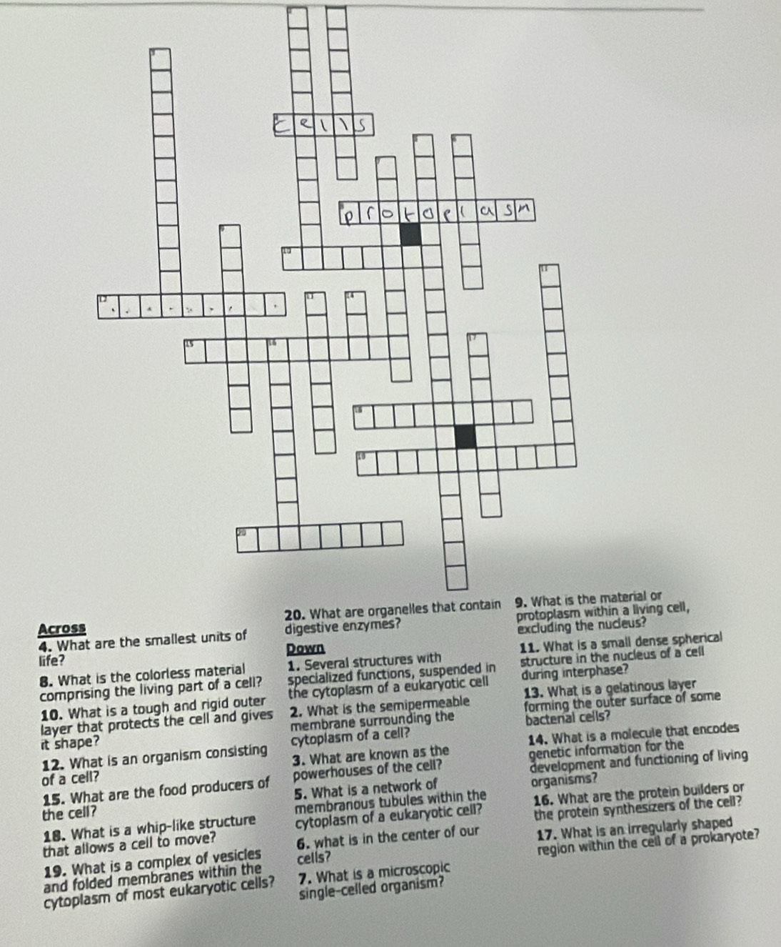 material or 
Acrossnucleus? 
4. What are the smallest units ofhin a living cell, 
life? 
structure in the nucleus of a cell 
8. What is the colorless material 1. Several structures with small dense spherical 
comprising the living part of a cell? specialized functions, suspended in during interphase? 
10. What is a tough and rigid outer the cytoplasm of a eukaryotic cell 
layer that protects the cell and gives 2. What is the semipermeable 13. What is a gelatinous layer 
it shape? membrane surrounding the forming the outer surface of some 
cytoplasm of a cell? bactenal cells? 
12. What is an organism consisting 3. What are known as the 14. What is a molecule that encodes 
genetic information for the 
15. What are the food producers of powerhouses of the cell? development and functioning of living 
of a cell? 
the cell? 5. What is a network of organisms? 
membranous tubules within the 
18. What is a whip-like structure cytoplasm of a eukaryotic cell? 16. What are the protein builders or 
that allows a cell to move? the protein synthesizers of the cell? 
6. what is in the center of our 
19. What is a complex of vesicles cells? 17. What is an irregularly shaped 
and folded membranes within the region within the cell of a prokaryote? 
cytoplasm of most eukaryotic cells? 7. What is a microscopic 
single-celled organism?