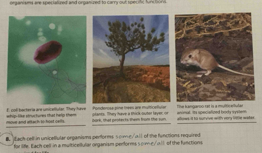 organisms are specialized and organized to carry out specific functions. 
E. coli bacteria are unicellular. They have Ponderosa pine trees are multicellular The kangaroo rat is a multicellular 
whip-like structures that help them plants. They have a thick outer layer, or animal. Its specialized body system 
move and attach to host cells. bark, that protects them from the sun. allows it to survive with very little water. 
8. Each cell in unicellular organisms performs ome/all of the functions required 
for life. Each cell in a multicellular organism performs sоме/スl of the functions