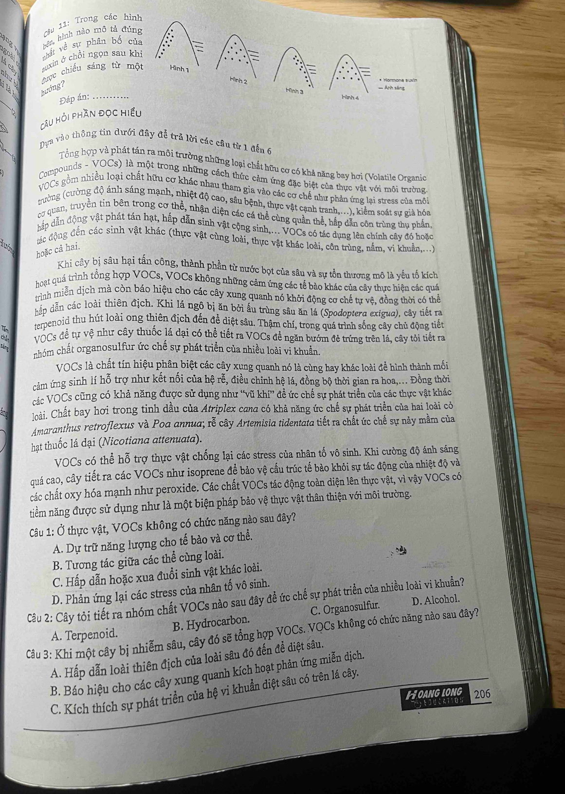 Trong các hì
ạng v.
bên, hình nào mô tả đú
goài nhất về sự phân bố c
a auxin ở chồi ngọn sau k
hưb
Mược chiếu sáng từ m
É  º hướng?_
Đáp án:
Câu Hỏi phần đọc hi
Dựa vào thông tin dưới đây để trả lời các câu từ 1 đến 6
Tổng hợp và phát tán ra môi trường những loại chất hữu cơ có khả năng bay hơi (Volatile Organio
Compounds - VOCs) là một trong những cách thức cảm ứng đặc biệt của thực vật với môi trường
VOCs gồm nhiều loại chất hữu cơ khác nhau tham gia vào các cơ chế như phản ứng lại stress của môi
trường (cường độ ánh sáng mạnh, nhiệt độ cao, sâu bệnh, thực vật cạnh tranh,...), kiểm soát sự giả hóa
cơ quan, truyền tin bên trong cơ thể, nhận diện các cá thể cùng quần thể, hấp dẫn côn trùng thụ phần
hấp dẫn động vật phát tán hạt, hấp dẫn sinh vật cộng sinh,... VOCs có tác dụng lên chính cây đó hoặc
đác động đến các sinh vật khác (thực vật cùng loài, thực vật khác loài, côn trùng, nấm, vi khuẩn,...)
Hướn
hoặc cả hai.
Khi cây bị sâu hại tấn công, thành phần từ nước bọt của sâu và sự tồn thương mô là yếu tố kích
hoạt quá trình tổng hợp VOCs, VOCs không những cảm ứng các tế bào khác của cây thực hiện các quá
trình miễn dịch mà còn báo hiệu cho các cây xung quanh nó khởi động cơ chế tự vệ, đồng thời có thể
hấp dẫn các loài thiên địch. Khi lá ngô bị ăn bởi ấu trùng sâu ăn lá (Spodoptera exigua), cây tiết ra
Tấn terpenoid thu hút loài ong thiên địch đến để diệt sâu. Thậm chí, trong quá trình sống cây chủ động tiết
chá VOCs để tự vệ như cây thuốc lá dại có thể tiết ra VOCs đề ngăn bướm đẻ trứng trên lá, cây tỏi tiết ra
sáng
nhóm chất organosulfur ức chế sự phát triển của nhiều loài vi khuẩn.
VOCs là chất tín hiệu phân biệt các cây xung quanh nó là cùng hay khác loài để hình thành mối
cảm ứng sinh lí hỗ trợ như kết nối của hệ rễ, điều chinh hệ lá, đồng bộ thời gian ra hoa,... Đồng thời
các VOCs cũng có khả năng được sử dụng như “vũ khí” đề ức chế sự phát triển của các thực vật khác
loài. Chất bay hơi trong tinh dầu của Atriplex cana có khả năng ức chế sự phát triển của hai loài có
Amaranthus retroflexus và Poa annua; rễ cây Artemisia tidentata tiết ra chất ức chế sự nảy mằm của
hạt thuốc lá dại (Nicotiana attenuata).
VOCs có thể hỗ trợ thực vật chống lại các stress của nhân tố vô sinh. Khi cường độ ánh sáng
quá cao, cây tiết ra các VOCs như isoprene để bảo vệ cấu trúc tế bào khỏi sự tác động của nhiệt độ và
các chất oxy hóa mạnh như peroxide. Các chất VOCs tác động toàn diện lên thực vật, vì vậy VOCs có
tiềm năng được sử dụng như là một biện pháp bảo vệ thực vật thân thiện với môi trường.
Câu 1: Ở thực vật, VOCs không có chức năng nào sau đây?
A. Dự trữ năng lượng cho tế bào và cơ thể.
B. Tương tác giữa các thể cùng loài.
C. Hấp dẫn hoặc xua đuổi sinh vật khác loài.
D. Phản ứng lại các stress của nhân tố vô sinh.
Câu 2: Cây tỏi tiết ra nhóm chất VOCs nào sau đây đề ức chế sự phát triển của nhiều loài vi khuẩn?
B. Hydrocarbon. C. Organosulfur. D. Alcohol.
Câu 3: Khi một cây bị nhiễm sâu, cây đó sẽ tổng hợp VOCs. VOCs không có chức năng nào sau đây?
A. Terpenoid.
A. Hấp dẫn loài thiên địch của loài sâu đó đến để diệt sâu.
B. Báo hiệu cho các cây xung quanh kích hoạt phản ứng miễn dịch.
C. Kích thích sự phát triển của hệ vi khuẩn diệt sâu có trên lá cây.
FOANGLONG 206