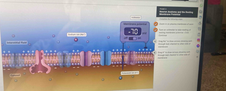 Solved: PHASE 2 Membrane Potential Neuron Anatomy and the Resting ...