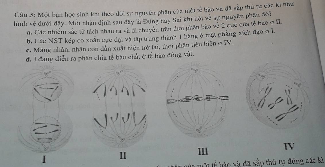 Một bạn học sinh khi theo dõi sự nguyên phân của một tế bào và đã sắp thứ tự các kì như
hình vẽ dưới đây. Mỗi nhận định sau đây là Đúng hay Sai khi nói về sự nguyên phân đó?
a. Các nhiếm sắc tử tách nhau ra và di chuyên trên thoi phân bào về 2 cực của tế bào ở II.
b. Các NST kép co xoắn cực đại và tập trung thành 1 hàng ở mặt phẳng xích đạo ở I.
c. Màng nhân, nhân con dần xuất hiện trở lại, thoi phân tiêu biến ở IV.
d. I đang diễn ra phân chia tế bào chất ở tế bào động vật.
III
IV
.
một tế hào và đã sắp thứ tự đúng các kì