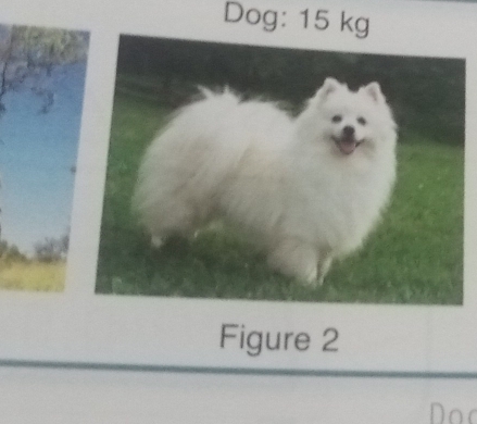 Dog: 15 kg
Figure 2 
Doo