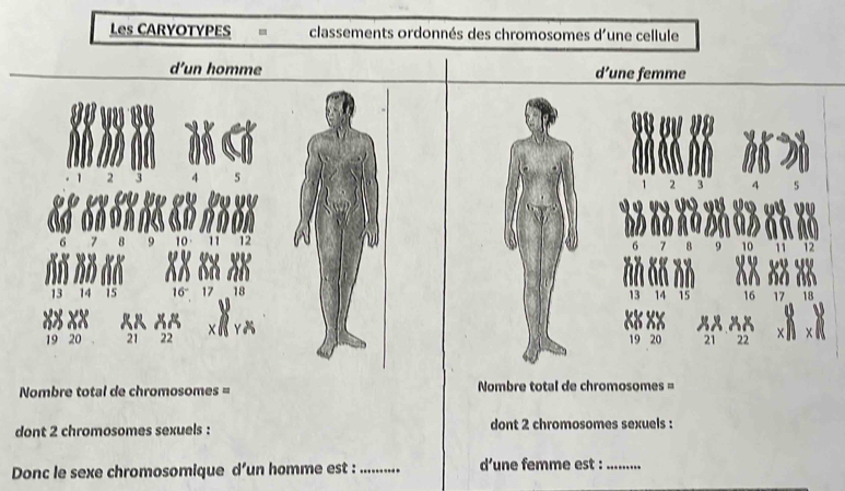 Les CARYOTYPES classements ordonnés des chromosomes d'une cellule 
d’un homme d’une femme
2 3 4 5
2 3
u 
C
6 7
13 15 17 18
13 14 15 16 18
19 20 21 22 19 20 21 22
Nombre total de chromosomes = Nombre total de chromosomes = 
dont 2 chromosomes sexuels : dont 2 chromosomes sexuels : 
Donc le sexe chromosomique d’un homme est : _d’une femme est :_