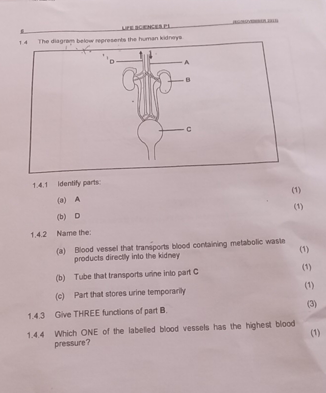 LIFE SCIENCES P1 (EC/HOVEMBER 2933) 
man kidneys. 
1.4.1 Identify parts: 
(1) 
(a) A 
(1) 
(b) D 
1.4.2 Name the: 
(a) Blood vessel that transports blood containing metabolic waste (1) 
products directly into the kidney 
(1) 
(b) Tube that transports urine into part C 
(c) Part that stores urine temporarily (1) 
(3) 
1.4.3 Give THREE functions of part B. 
1.4.4 Which ONE of the labelled blood vessels has the highest blood 
pressure? (1)