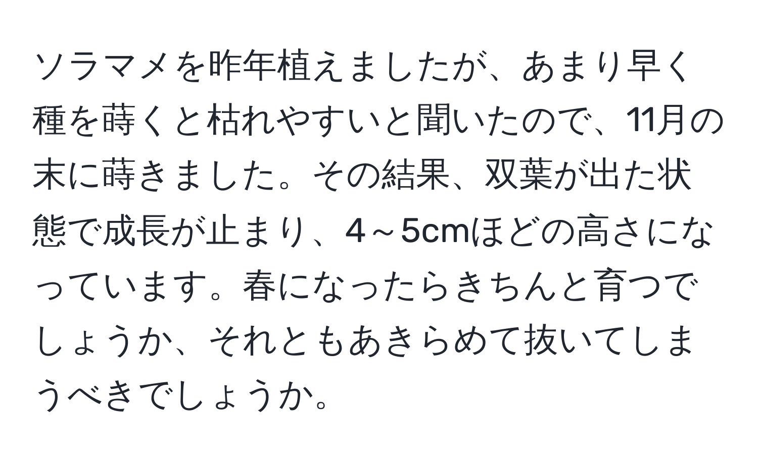 ソラマメを昨年植えましたが、あまり早く種を蒔くと枯れやすいと聞いたので、11月の末に蒔きました。その結果、双葉が出た状態で成長が止まり、4～5cmほどの高さになっています。春になったらきちんと育つでしょうか、それともあきらめて抜いてしまうべきでしょうか。