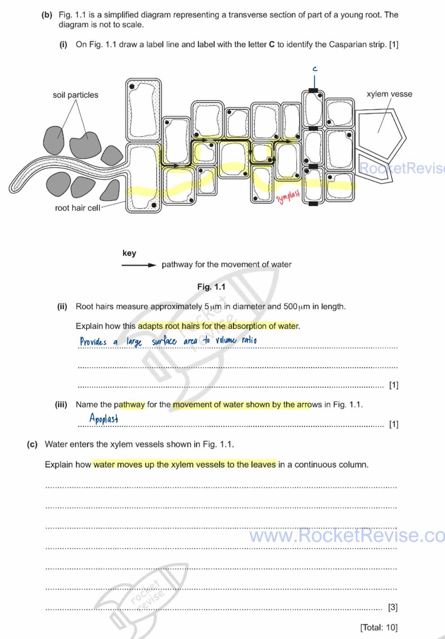 Fig. 1.1 is a simplified diagram representing a transverse section of part of a young root. The 
diagram is not to scale. 
(i) On Fig. 1.1 draw a label line and label with the letter C to identify the Casparian strip. [1] 
etRevis 
key 
pathway for the movement of water 
Fig. 1.1 
(ii) Root hairs measure approximately 5μm in diameter and 500μm in length. 
Explain how this adapts root hairs for the absorption of water. 
_ 
_ 
Provides a large surface area to volume ralio 
_ 
_[1] 
(iii) Name the pathway for the movement of water shown by the arrows in Fig. 1.1. 
poplas 
_[1] 
(c) Water enters the xylem vessels shown in Fig. 1.1. 
Explain how water moves up the xylem vessels to the leaves in a continuous column. 
_ 
_ 
_ 
_ 
www.RocketRevise.co 
_ 
_ 
_[3] 
[Total: 10]