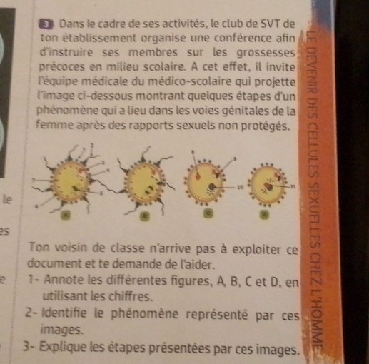 Dans le cadre de ses activités, le club de SVT de 
ton établissement organise une conférence afin 
d'instruire ses membres sur les grossesses 
précoces en milieu scolaire. A cet effet, il invite 
l'équipe médicale du médico-scolaire qui projette 
l'image ci-dessous montrant quelques étapes d'un 
phénomène qui a lieu dans les voies génitales de la 
femme après des rapports sexuels non protégés. 
le 
es 
Ton voisin de classe n'arrive pas à exploiter ce 
document et te demande de l'aider. 
1- Annote les différentes figures, A, B, C et D, en 
utilisant les chiffres. 
2- Identifie le phénomène représenté par ces 
images. 
3- Explique les étapes présentées par ces images.