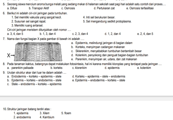 Seorang siswa mencium aroma bunga melati yang sedang mekar di halaman sekolah saat pagi hari adalah satu contoh dari proses....
a. Difusi b. Transpor Aktif c. Osmosis d. Pertukaran zat e. Osmosis terfasilitasi
6. Berikut ini adalah ciri-ciri jaringan pada tumbuhan.
1. Sel memiliki vakuola yang sangat kecil. 4. Inti sel berukuran besar.
2. Susunan sel sangat rapat. 5. Sel mengandung sedikit protoplasma.
3. Memiliki ruang antarsel.
Ciri-ciri jaringan meristem ditunjukkan oleh nomor ....
a. 3, 4, dan 5 b. 1, 3, dan 4 c. 2, 3, dan 4 d. 1, 2, dan 4 e. 2, 4, dan 5
7. Nama dan fungsi bagian X pada gambar di bawah ini adalah ....
a. Epidermis, melindungi jaringan di bagian dalam
b. Korteks, menyimpan cadangan makanan
c. Sklerenkim, menyebabkan tumbuhan bertambah besar
d. Kolenkim, penyokong dan penguat bagian-bagian tumbuhan
e. Parenkim, menyimpan air, udara, dan zat makanan
8. Pada tanaman kaktus, batangnya dapat melakukan fotosintesis, hal ini karena memiliki kloroplas yang terdapat pada jaringan ....
a. parenkim palisade b. korteks c. klorenkim d. epidermis e. kolenkim
9. Urutan struktur akar dari luar ke dalam adalah ....
a. Endodermis - korteks - epidermis - stele d. Korteks - epidermis - stele - endodermis
b. Epidermis - korteks - endodermis - stele e. Epidermis - endodermis - korteks - stele
c. Stele - endodermis - korteks - epidermis
10. Struktur jaringan batang terdiri atas :
1. epidermis 3. Xilem 5. floem
2. endodermis 4. Kambium