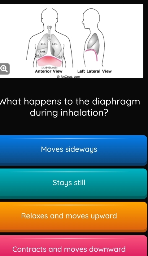 What happens to the diaphragm
during inhalation?
Moves sideways
Stays still
Relaxes and moves upward
Contracts and moves downward