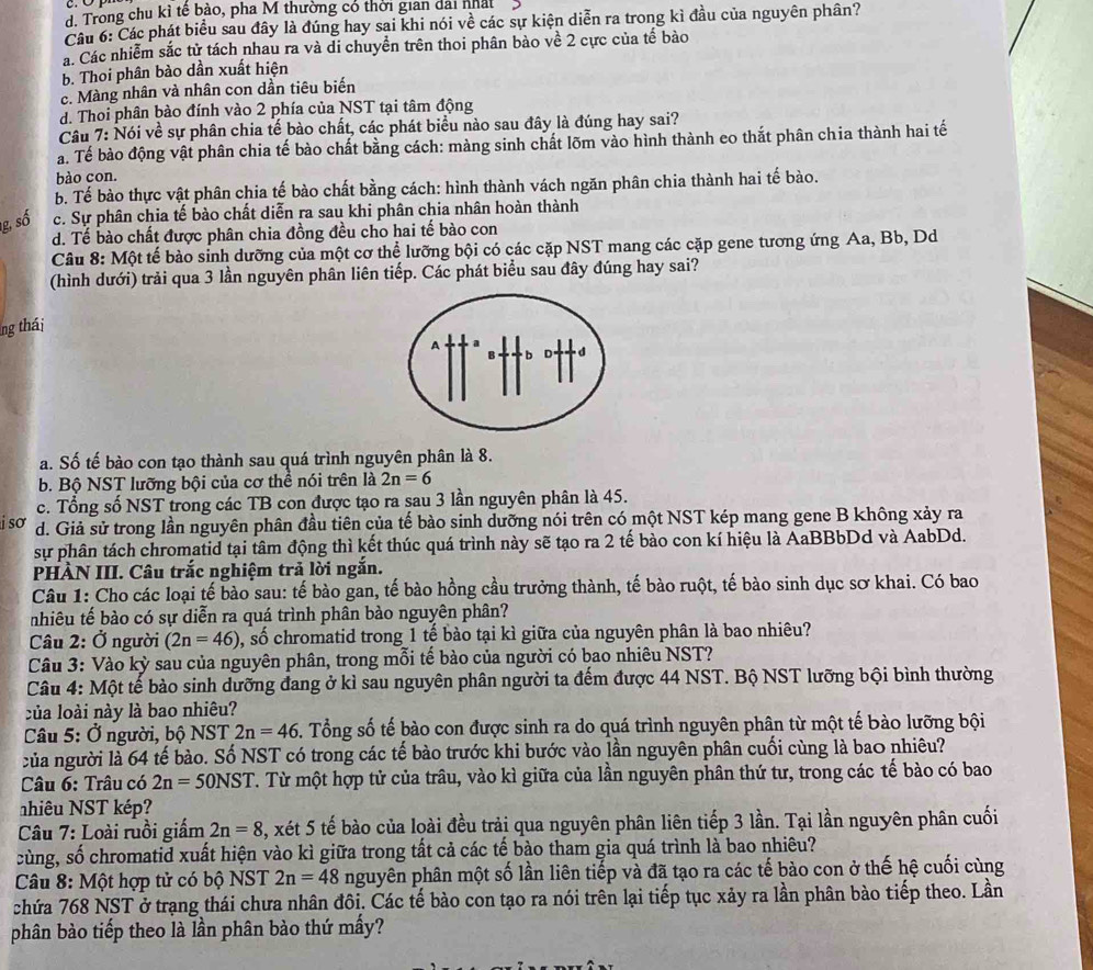 d. Trong chu kì tế bào, pha M thường có thời gian dài nhất
Câu 6: Các phát biểu sau đây là đúng hay sai khi nói về các sự kiện diễn ra trong kì đầu của nguyên phân?
á. Các nhiễm sắc tử tách nhau ra và di chuyển trên thoi phân bào về 2 cực của tế bào
b. Thoi phân bào dần xuất hiện
c. Màng nhân và nhân con dần tiêu biến
d. Thoi phân bào đính vào 2 phía của NST tại tâm động
Câu 7: Nói về sự phân chia tế bào chất, các phát biểu nào sau đây là đúng hay sai?
a. Tế bào động vật phân chia tế bào chất bằng cách: màng sinh chất lõm vào hình thành eo thắt phân chia thành hai tế
ào con.
b. Tế bào thực vật phân chia tế bào chất bằng cách: hình thành vách ngăn phân chia thành hai tế bào.
g, số c. Sự phân chia tế bào chất diễn ra sau khi phân chia nhân hoàn thành
d. Tế bào chất được phân chia đồng đều cho hai tế bào con
Câu 8: Một tế bào sinh dưỡng của một cơ thể lưỡng bội có các cặp NST mang các cặp gene tương ứng Aa, Bb, Dd
(hình dưới) trải qua 3 lần nguyên phân liên tiếp. Các phát biểu sau đây đúng hay sai?
ng thái
a. Số tế bào con tạo thành sau quá trình nguyên phân là 8.
b. Bộ NST lưỡng bội của cơ thể nói trên là 2n=6
c. Tổng số NST trong các TB con được tạo ra sau 3 lần nguyên phân là 45.
i sơ d. Giả sử trong lần nguyên phân đầu tiên của tế bào sinh dưỡng nói trên có một NST kép mang gene B không xảy ra
sự phân tách chromatid tại tâm động thì kết thúc quá trình này sẽ tạo ra 2 tế bào con kí hiệu là AaBBbDd và AabDd.
PHÀN III. Câu trắc nghiệm trả lời ngắn.
Câu 1: Cho các loại tế bào sau: tế bào gan, tế bào hồng cầu trưởng thành, tế bào ruột, tế bào sinh dục sơ khai. Có bao
nhiêu tế bào có sự diễn ra quá trình phân bào nguyên phân?
Câu 2: Ở người (2n=46) b, số chromatid trong 1 tế bào tại kì giữa của nguyên phân là bao nhiêu?
Câu 3: Vào kỳ sau của nguyên phân, trong mỗi tế bào của người có bao nhiêu NST?
Câu 4: Một tế bào sinh dưỡng đang ở kỉ sau nguyên phân người ta đếm được 44 NST. Bộ NST lưỡng bội bình thường
của loài này là bao nhiêu?
Câu 5: Ở người, bộ NST 2n=46. Tổng số tế bào con được sinh ra do quá trình nguyên phân từ một tế bào lưỡng bội
của người là 64 tế bào. Số NST có trong các tế bào trước khi bước vào lần nguyên phân cuối cùng là bao nhiêu?
Câu 6: Trâu có 2n=50NST. Từ một hợp tử của trâu, vào kì giữa của lần nguyên phân thứ tư, trong các tế bào có bao
nhiêu NST kép?
Câu 7: Loài ruồi giấm 2n=8 , xét 5 tế bào của loài đều trải qua nguyên phân liên tiếp 3 lần. Tại lần nguyên phân cuối
cùng, số chromatid xuất hiện vào kì giữa trong tất cả các tế bào tham gia quá trình là bao nhiêu?
Câu 8: Một hợp tử có bộ NST 2n=48 nguyên phân một số lần liên tiếp và đã tạo ra các tế bào con ở thế hệ cuối cùng
chứa 768 NST ở trạng thái chưa nhân đôi. Các tế bào con tạo ra nói trên lại tiếp tục xảy ra lần phân bào tiếp theo. Lần
phân bào tiếp theo là lần phân bào thứ mấy?