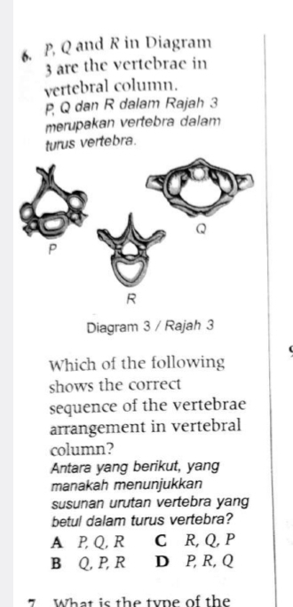 P, Q and R in Diagram
3 are the vertebrae in
vertebral column.
P Q dan R dalam Rajah 3
merupakan vertebra dalam
turus vertebra.
Diagram 3 / Rajah 3
Which of the following
shows the correct
sequence of the vertebrae
arrangement in vertebral
column?
Antara yang berikut, yang
manakah menunjukkan
susunan urutan vertebra yang
betul dalam turus vertebra?
A P, Q, R C∈R, Q, P
B⊆Q, P, R D P, R, Q
7 What is the type of the