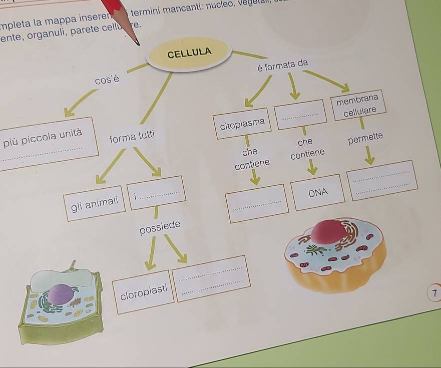 mpleta la mappa inserer termini mancanti: nucleo, vegetaii, 
ente, organuli, parete cellu e. 
_ 
più piccola unità 
7