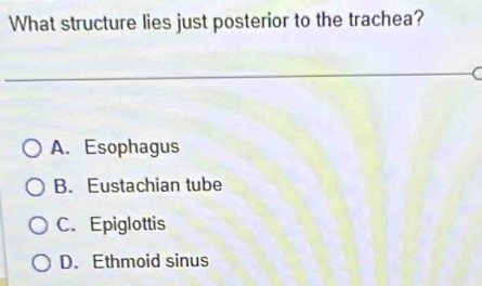 What structure lies just posterior to the trachea?
A. Esophagus
B. Eustachian tube
C. Epiglottis
D. Ethmoid sinus