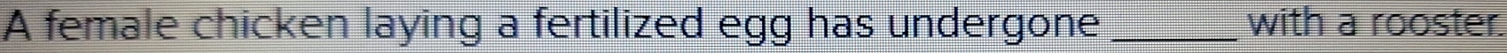 A female chicken laying a fertilized egg has undergone _with a rooster.