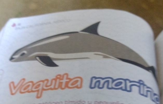 a=

Vaquita marin