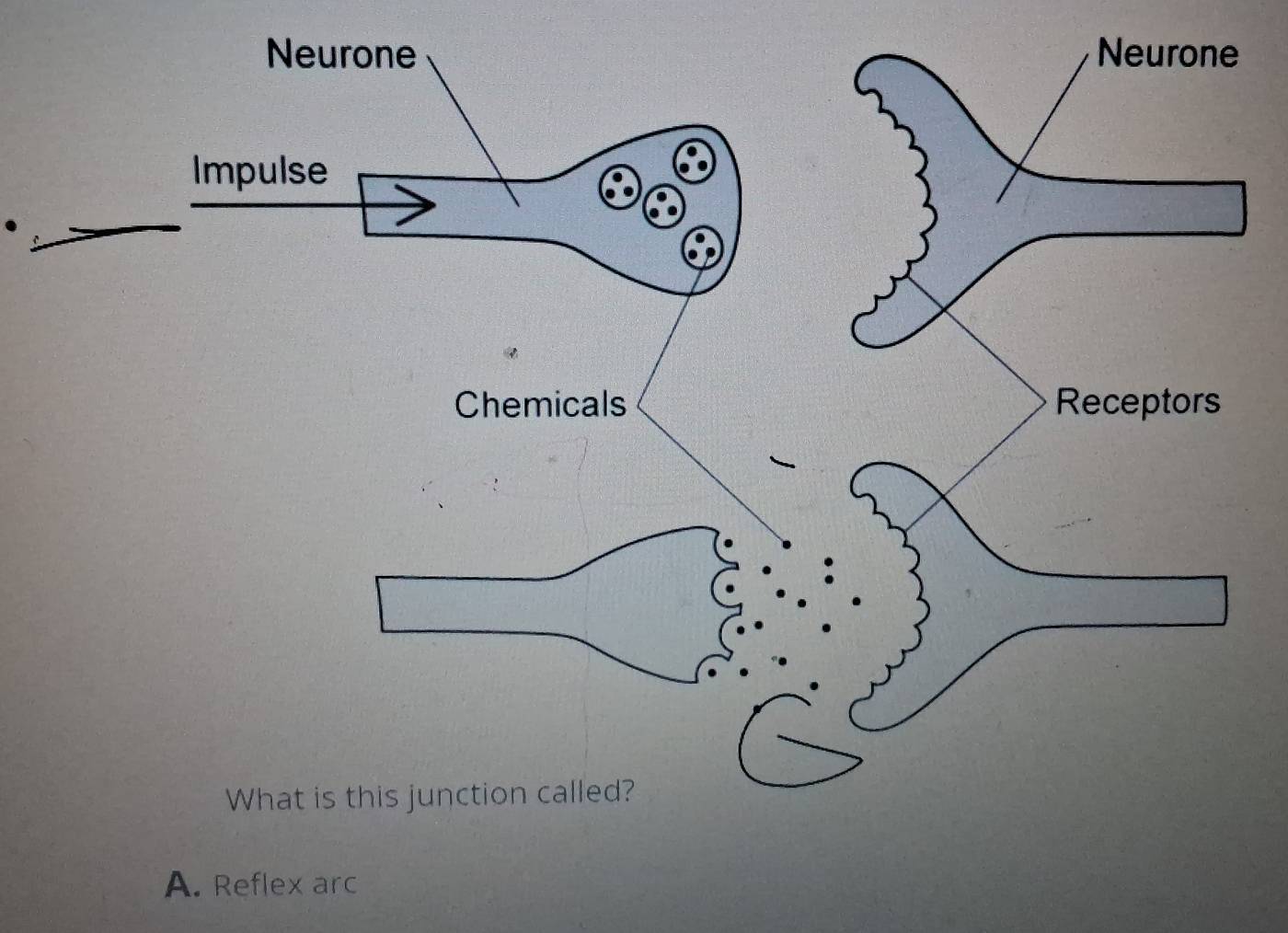 Reflex arc