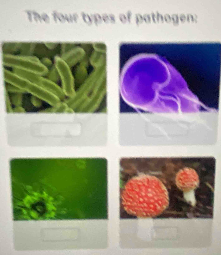 The four types of pathogen: