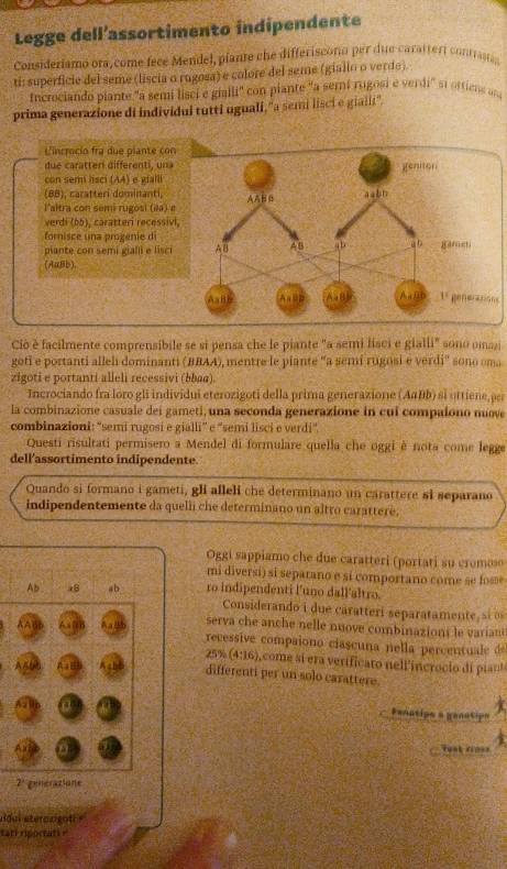 Legge dell’assortimento indipendente
Consideriamó ora,come fece Mendel, piante che differiscono per due carattert contn
ti: superficie del seme (liscia o rugosa) e colore del seme (giallo o verde).
Incrociando piante "a semi lisci e gialli" con piante "a semi rugosi e verdi" sĩ ortiens on 
prima generazione di individui tutti uguali,"a semi lisci e gialit".
L'incrocio fra due piante co
du e  ca atten different   n 
con semi lisci (AA) e gfalli
(88), caratteri dominanti,
l'altra con semi rugosi (#a) 
verdi (65). caratteri recessi
fornisce una progenie di
pante con semi giali e lisc
(AaBb).
s
Co è facilmente comprensibile se si pensa che le piante "a semi lisci e gialli" sono omazi
goti e portanti alleh dominanti (BBAA), mentre le piante "a semi rugosi e verdi' sono oma
zigoti e portanti alleli recessivi (bbaa)
Incrociando fra loro gli individui eterozigoti della prima generazione (Α#Bb) si ottiene per
la combinazione casuale dei gameti, una seconda generazione in cui compalono nuove
combinazioni: 'semi rugosi e gialli” e 'semi lisci e verdi”.
Questi risultati permísero a Mendel di formulare quella che oggi è nota come legge
dell'assortimento indipendente.
Quando si formano i gameti, gli alleli che determinano un carattere si separano
indipendentemente da quelli che determinano un altro carattere,
Oggi sappiamo che due caratteri (portati su cromoo
mi diversi) si separano e si comportano come se fosse
Ab x8 a b ro indipendenti l'uno dall'altro.
Considerando i due caratteri separatament    
serva che anche nelle nuove combinazions le varian
recessive compaiono ciascuna nella percentul  d
25% (4:16) come si era verificato nell incro io i  in
differenti per un solo carattere.
Penntips a ganatipn
fust rines a
2^1 Eneratione
ddui sterazgoti 
tari ripoctati "