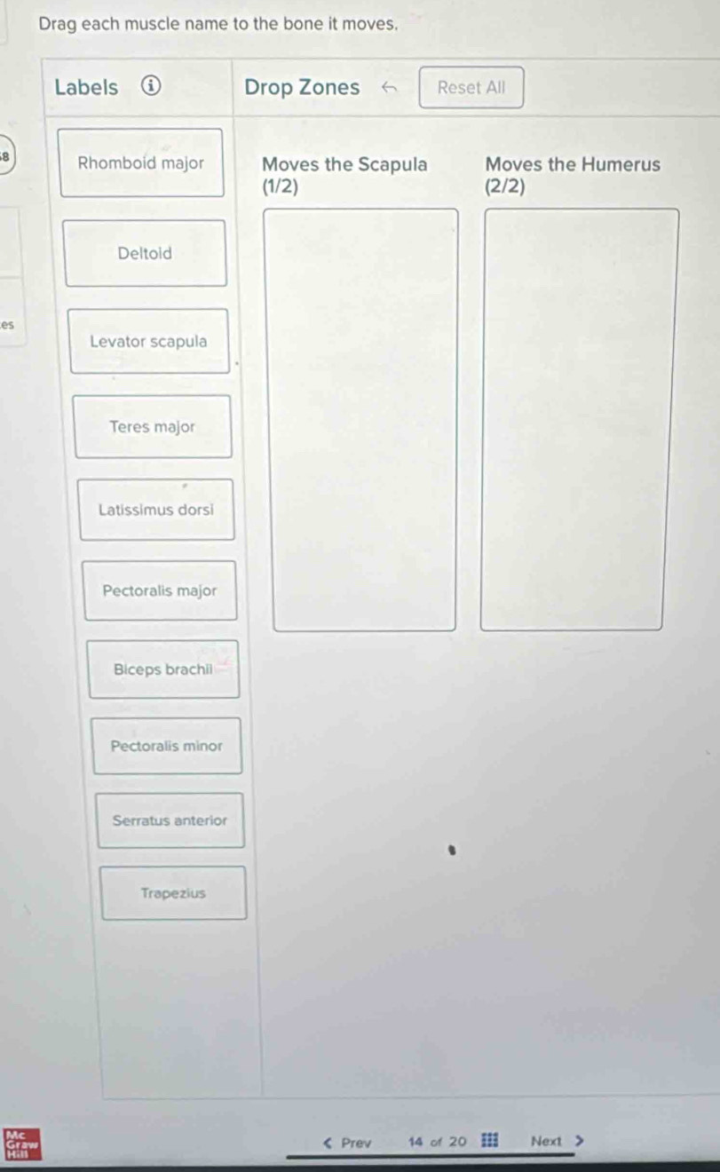 Drag each muscle name to the bone it moves. 
Labels a Drop Zones Reset All
8 Rhomboid major Moves the Scapula Moves the Humerus
(1/2) (2/2)
Deltoid 
es 
Levator scapula 
Teres major 
Latissimus dorsi 
Pectoralis major 
Biceps brachii 
Pectoralis minor 
Serratus anterior 
Trapezius 
《 Prev 14 of 20 Next >