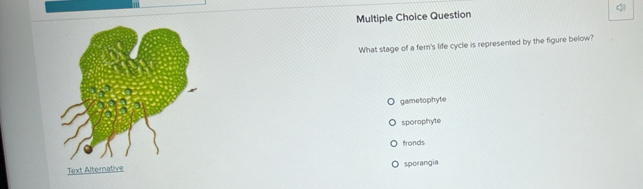 Question 
What stage of a fern's life cycle is represented by the figure below?
gametophyte
sporophyte
fronds
Text Alternative sporangia