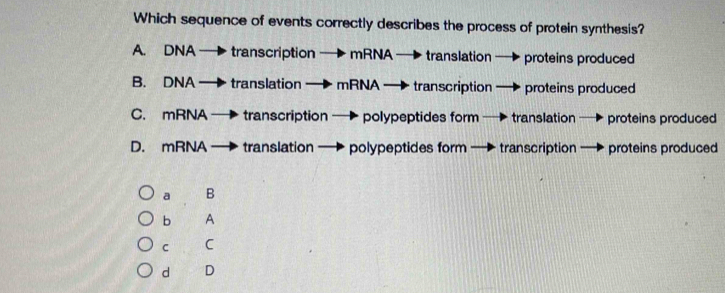 Which sequence of events correctly describes the process of protein synthesis?
A. DNA — transcription — mRNA — translation — proteins produced
B. DNA translation mRNA — transcription → proteins produced
C. mRNA → transcription — polypeptides form — translation — proteins produced
D. mRNA → translation — polypeptides form — transcription — proteins produced
a B
b A
C C
d D