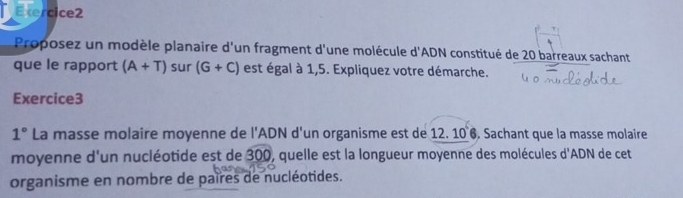 Proposez un modèle planaire d'un fragment d'une molécule d'ADN constitué de 20 barreaux sachant 
que le rapport (A+T) sur (G+C) est égal à 1,5. Expliquez votre démarche. 
Exercice3 
1° La masse molaire moyenne de l'ADN d'un organisme est de 12. 10 6. Sachant que la masse molaire 
moyenne d'un nucléotide est de 300, quelle est la longueur moyenne des molécules d'ADN de cet 
organisme en nombre de paires de nucléotides.