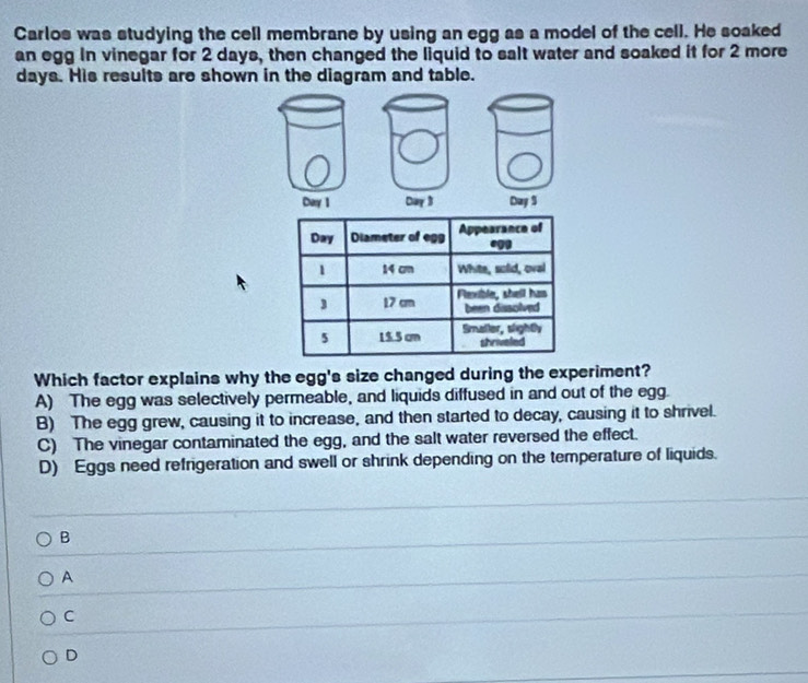 Carlos was studying the cell membrane by using an egg as a model of the cell. He soaked
an egg in vinegar for 2 days, then changed the liquid to salt water and soaked it for 2 more
days. His results are shown in the diagram and table.

Which factor explains why the egg's size changed during the experiment?
A) The egg was selectively permeable, and liquids diffused in and out of the egg.
B) The egg grew, causing it to increase, and then started to decay, causing it to shrivel.
C) The vinegar contaminated the egg, and the salt water reversed the effect.
D) Eggs need refrigeration and swell or shrink depending on the temperature of liquids.
B
A
C
D