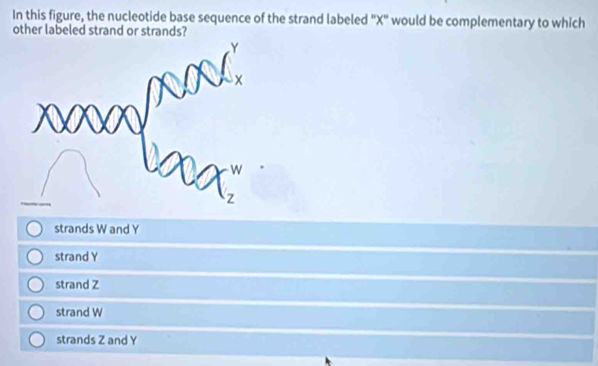 Solved: In this figure, the nucleotide base sequence of the strand ...