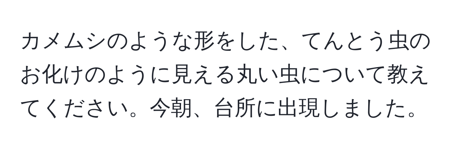 カメムシのような形をした、てんとう虫のお化けのように見える丸い虫について教えてください。今朝、台所に出現しました。