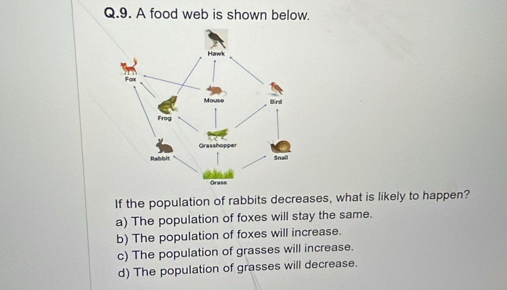 A food web is shown below.
If the population of rabbits decreases, what is likely to happen?
a) The population of foxes will stay the same.
b) The population of foxes will increase.
c) The population of grasses will increase.
d) The population of grasses will decrease.