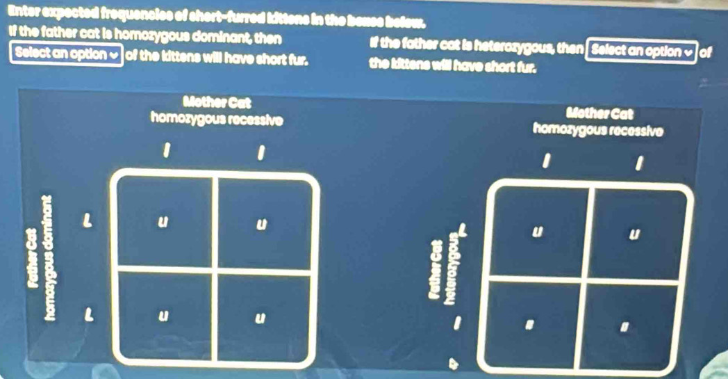 Enter expected frequencies of short-furred kittens in the bexse below.
If the father cat is homozygous dominant, then If the father cat is heterozygous, then Select an option ~ of
Select an option ~ of the kittens will have short fur. the kittens will have short fur.
Mother Cat Mother Cat
homozygous recessive homozygous recessive
1
1
1
1
I B L
u
u
u
u
L u
u
1 .
.