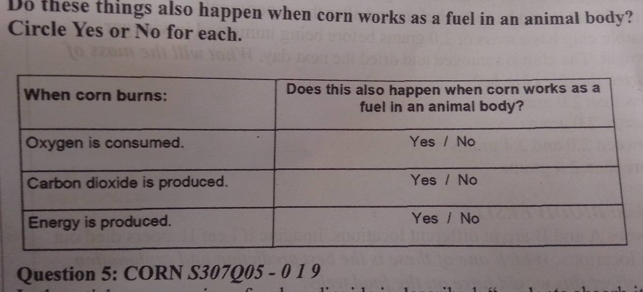 Do these things also happen when corn works as a fuel in an animal body? 
Circle Yes or No for each. 
Question 5: CORN J S307Q05-019