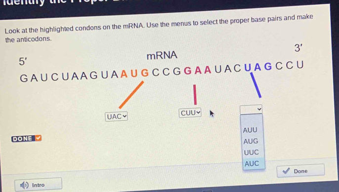 Solved: a y t Look at the highlighted condons on the mRNA. Use the ...