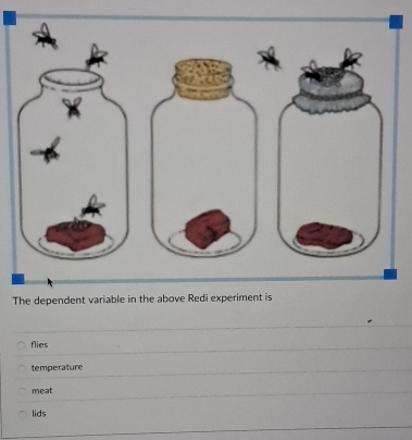 The dependent
flies
temperature
meat
lids