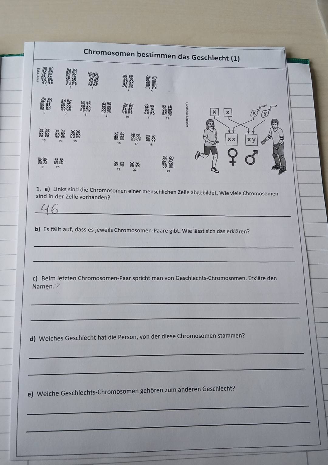 Chromosomen bestimmen das Geschlecht (1) 
B 
88 
in
x x
xx xv 
a 
Đ Đ 
1. a) Links sind die Chromosomen einer menschlichen Zelle abgebildet. Wie viele Chromosomen 
sind in der Zelle vorhanden? 
_ 
b) Es fällt auf, dass es jeweils Chromosomen-Paare gibt. Wie lässt sich das erklären? 
_ 
_ 
c) Beim letzten Chromosomen-Paar spricht man von Geschlechts-Chromosomen. Erkläre den 
Namen. 
_ 
_ 
d) Welches Geschlecht hat die Person, von der diese Chromosomen stammen? 
_ 
_ 
e) Welche Geschlechts-Chromosomen gehören zum anderen Geschlecht? 
_ 
_