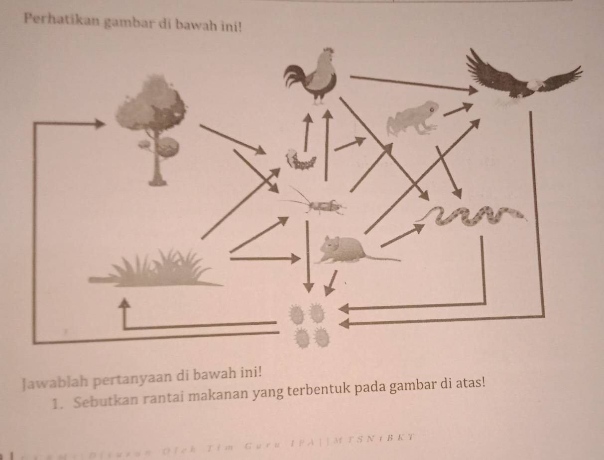 Perhatikan gambar di bawah ini! 
Jawablah pertanyaan di bawah ini! 
1. Sebutkan rantai makanan yang terbentuk pada gambar di atas!
M T S N 1 B K T