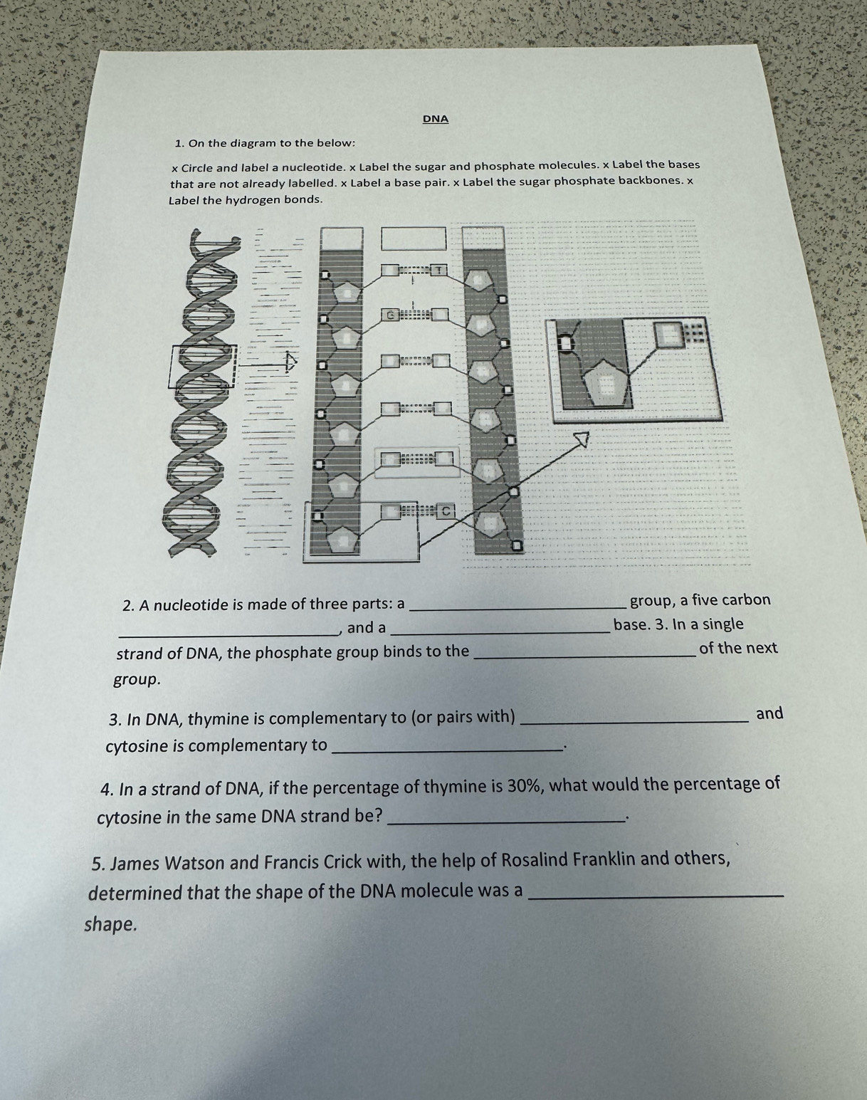 DNA 
1. On the diagram to the below:
x Circle and label a nucleotide. x Label the sugar and phosphate molecules. x Label the bases 
that are not already labelled. x Label a base pair. x Label the sugar phosphate backbones. x
Label the hydrogen bonds. 
2. A nucleotide is made of three parts: a_ group, a five carbon 
_ and a _base. 3. In a single 
strand of DNA, the phosphate group binds to the _of the next 
group. 
3. In DNA, thymine is complementary to (or pairs with) _and 
cytosine is complementary to _· 
4. In a strand of DNA, if the percentage of thymine is 30%, what would the percentage of 
cytosine in the same DNA strand be?_ 
· 
5. James Watson and Francis Crick with, the help of Rosalind Franklin and others, 
determined that the shape of the DNA molecule was a_ 
shape.