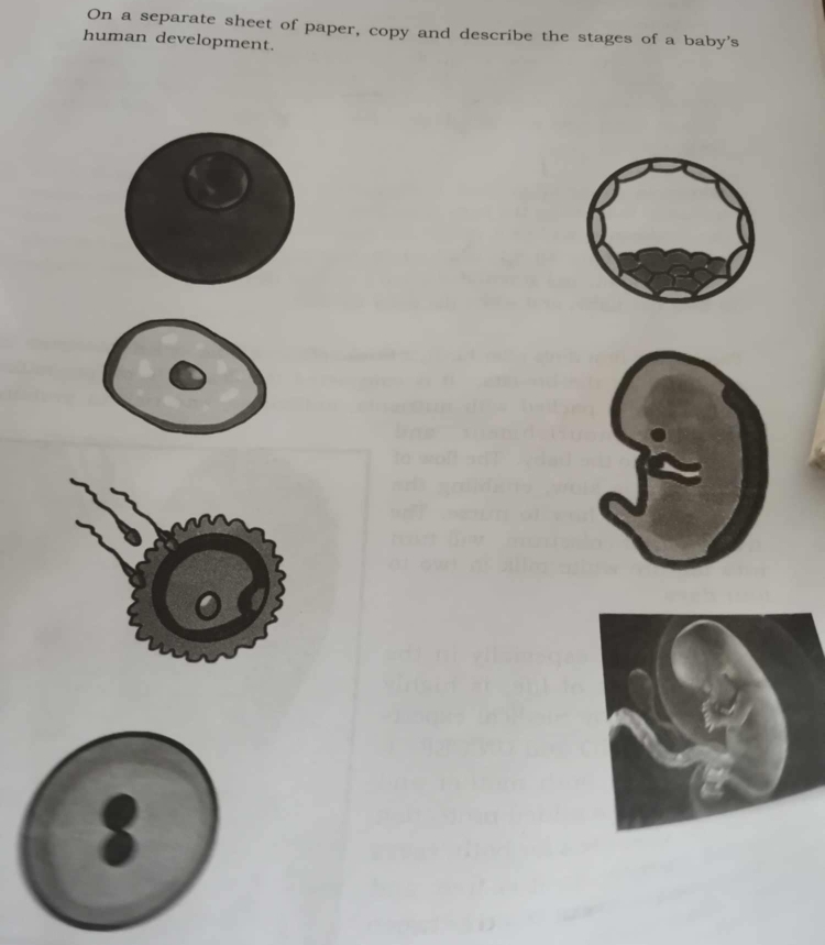 On a separate sheet of paper, copy and describe the stages of a baby's 
human development.