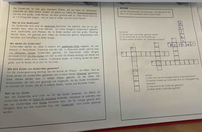 Die Zuckerrübe ist eine ganz besondere Pflanze, die uns einen der beliebtesten AUFO ABE
SüßstoFFe der Welt liefert: Zucker! Sie gehört zur Familie der Euchsschwanzgswächse  Lies den informat-oestext "Die Zucherrübe - Das suße Wunder der
Matur' und löse anschließend dieses Kreuzwortratselk
und hat eine große, runde Wurzel, die meist grünlich-weiß ist. Diese Wurzel kann bis
zu 1.5 Kilogramm wiegen - das ist etwa so schwer wie eine kleine Melone!
Was ist eine Nackfrucht?
Die Zuckerrübe wird auch als Hackfrucht bezeichnet. Das bedeutet, dass sie nur gut
wachsen kann, wenn die Erde mehrmals mit einem Hackgerät aufgelöckert (gehackt)
wird. Hackfrüchte sind Pflanzen, die im Boden wachsen und eine große, Fleischige Morizontal
Wurzel haben, die geerntet wird. Neben der Zuckerrübe gehören beispielsweise auch  (2) Woraus kann noch Zucker gewonnen werden?
(4) Die Zuckerrübe ist wie die Kartoffel eine
Karotten und Kartoffeln zu dieser Gruppe  (6) Wozu werden die Bätter der Zuckerrübe verarbeitel?
Wo wächst die Zuckerrübe?
Zuckerrüben werden vor allem in Ländern mit gemäßigtem Klima angebaut, wie zum
Beispiel in Deutschland, Frankreich und den USA. In Österreich werden jährlich etwa
1.2 Millionen Tonnen Zuckerrüben geerntet. Ein Österreicher nimmt übrigenms
durchschnittlich 35 Kilo Zucker pro Jahr zu sich! Die Pflanze benötigt viel Wärme und ∴
Sonnenschein sowie einen lockeren, Früchtbaren Boden. Im Frühling werden die Samen
gesät, und im Herbst ist es Zeit für die Ernte
Wie wird Zucker aus Zuckerrüben gewonnen?
Für die Zuckergewinnung benötigt man die Wurzel der Pflanze - die Rüben. Nach der
Ernte werden die Zuckerrüben gewaschen und in kleine Stücke (Schnitzel) geschnitten
Diese Stücke werden dann in heißem Wasser gekocht, um den süßem Saft Vertikal
(3) Welches Produkt aus Zuckerrüben wird zur Energiegewinnung
herauszulösen. Der Saft wird gereinigt und eingekocht, bis der Zucker kristallisiert.
So entsteht der Zucker, den wir in unseren Keksen, Kuchen und Getränken Finden (1) Wie nennt man die kleingeschnittenen Zuckerrübenstücke?
verwen det ?
Mehr als nur Zucker (5) Was wird aus der Zuckerrübe gewonnen?
Aber die Zuckerrübe wird nicht nur für den Zucker verwendet. Die Blätter den  (7) Wann werden Zuckerrüben geerntet?
Zuckerrübe werden als Futter Für Nutztiere verwendet. Interessant ist außerdem, dass
man aus Zuckerrüben auch Biogas herstellen kann, das Für Energie gemutzt wird.
Übrigens: Auch aus dem tropischen Gras, dem "Zuckerrohr", kann Zucker gewonnen
werden!