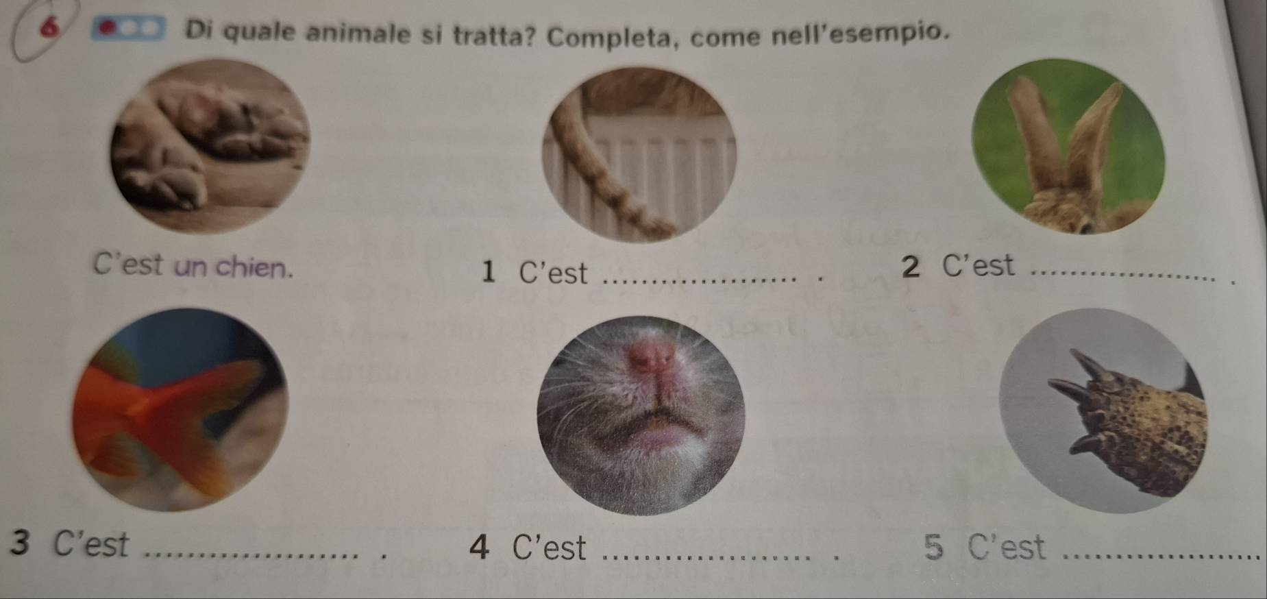 6 ●_□ Di quale animale si tratta? Completa, come nell'esempio. 
C'est un chien. 1 C'est _ 2 C'est_
3 C'est _ 4 C'est _ 5 C'est_ 
.