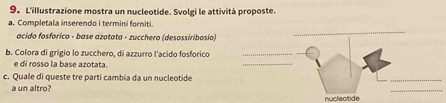 9。 L’illustrazione mostra un nucleotide. Svolgi le attività proposte. 
a. Completala inserendo i termini forniti. 
acido fosforico - base azotata - zucchero (desossiribosio) 
b. Colora di grigio lo zucchero, di azzurro l'acido fosforico 
e di rosso la base azotata. 
c. Quale di queste tre parti cambia da un nucleotide 
_ 
a un altro? 
nucleotide